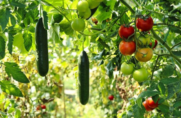 Potager. Crédit photo : Alex Fox / Pixabay