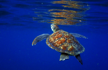 Tortue verte (Chelonia mydas) dans les eaux limpides martiniquaises. Crédit photo : Benjamin Guichard