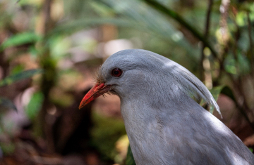 Le cagou, oiseau endémique de la Nouvelle-Calédonie. Crédit photo : Nicolas Job / HEOS Marine