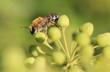 Colette du Lierre (Colletes hederae). Crédit photo : Alexis Rondeau / Licence : CC BY 2.0 FR