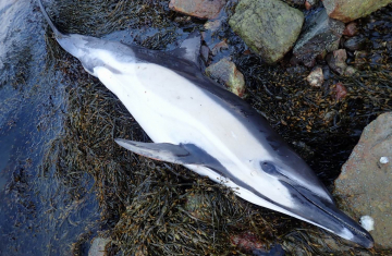 Dauphin commun (Delphinus delphis) échoué sur les côtes du Finistère en 2018. Crédit photo : Benjamin Guichard / OFB