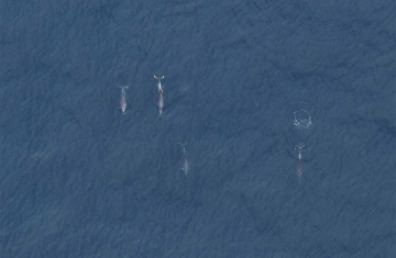 Grands dauphins (Tursiops truncatus), observés dans le cadre d'une campagne de survol. Crédit photo : Observatoire PELAGIS