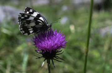 Papillon demi-deuil (Melanargia galathea). Crédit photo : Claude Bourdon / OFB