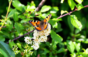 Petite Tortue (Aglais urticae). Crédits : Parc national de forêts / Marie Quiquemelle