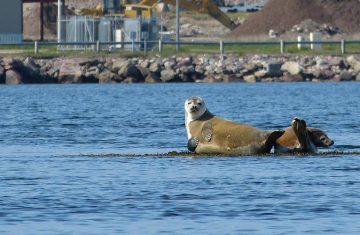 Phoca vitulina dans le port de Saint-Pierre. Crédit photo : Laurent Malthieux / OFB