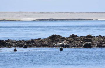 Phoques gris (Halichoerus grypus) sur l'archipel de Molène dans le Parc naturel marin d'Iroise. Crédit photo : Benjamin Guichard / OFB