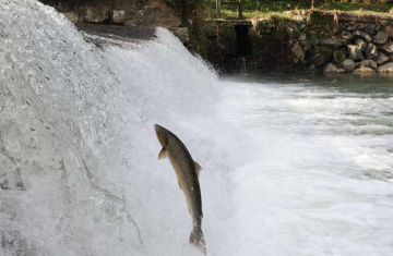 Saumon européen (Salmo salar) qui saute sur le barrage Utxondoa, sur la Nivelle. Crédit photo : Jean-Pierre Borda / OFB