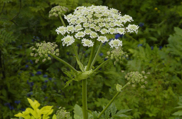 Berce de Perse (Heracleum persicum. Crédit photo : Krister Brandser / Tromsopalme-total