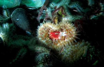 Ce joli hasard de la nature, en forme de cœur, est un dahlia de mer, une anémone Urtina felina, entourée de moules et d'ophiures. Crédit photo : Florian Labadie