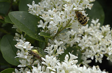 Coléoptère pollinisant les fleurs de Troène commun. Crédit : Jean-Frédéric Ittel / Biosphoto 