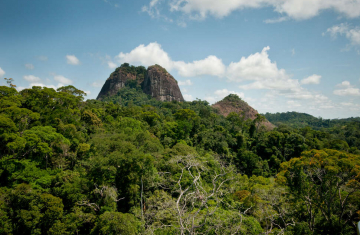 Crédit photo : Guillaume Feuillet / Parc amazonien de Guyane