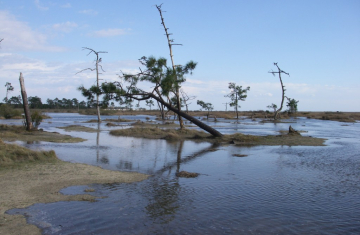 La réserve naturelle nationale des Prés Salés d’Arès et de Lège-Cap Ferret. Crédit photo : Association ARPEGE