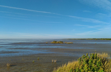 La réserve naturelle nationale de la baie de l’Aiguillon. Crédit photo : Réserve naturelle nationale de la baie de l’Aiguillon