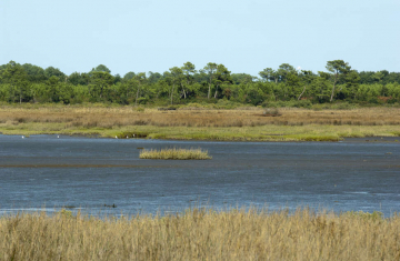 Réserve naturelle Prés salés d'Arès et de Lège Crédit photo : Laurent Mignaux / Terra