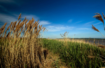 Réserve estuaire de la Seine. Crédits : SIPA