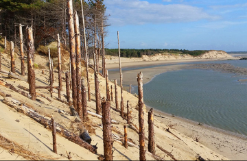 Erosion côtière, Le courant marin envahit la dune de quelques mètres chaque année, emportant la forêt jusqu'à la mer. Crédits : Antoine Lorgnier / Biosphoto