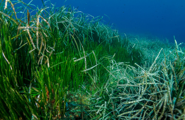 Herbiers de posidonies (Posidonia oceanica) du Cap Corse - Crédit photo : Daniel Buron