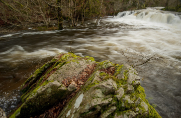 Les eaux vives de la rivière de la Cure sont déchaînées et débordent du lit mineur, emportant dans leur sillage la faune et la flore arrachés par le courant. Crédits : Fabien Salles / OFB