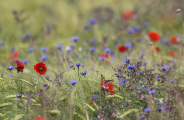 Fleurs messicoles - Crédit : Régis Descamps