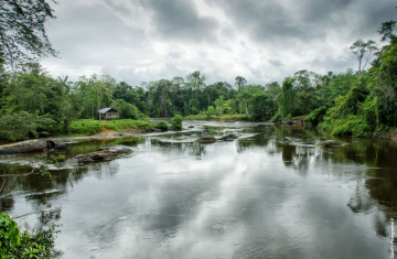 Parc amazonien de Guyane - Fleuve Oyapock et sa végétation luxuriante. Crédit photo : Sandrine Hernandez