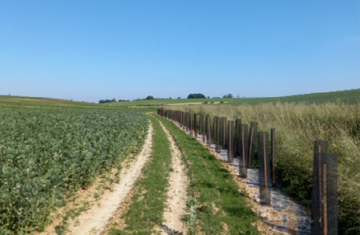 Plantation de haies dans les Ardennes. Crédit photo : FDC 08