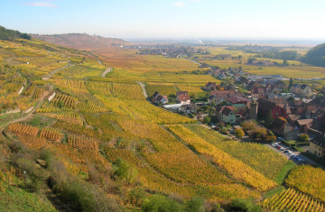 Couleurs automnales du vignoble alsacien. Crédit photo : Florent Billard / OFB