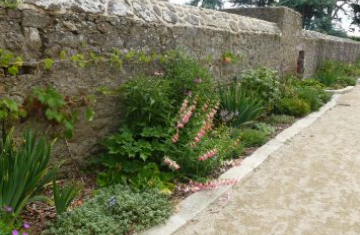 St-Lunaire, jardin du prieuré (juin 2019). Crédit photo : Morgane Thieux-Lavaur / OFB