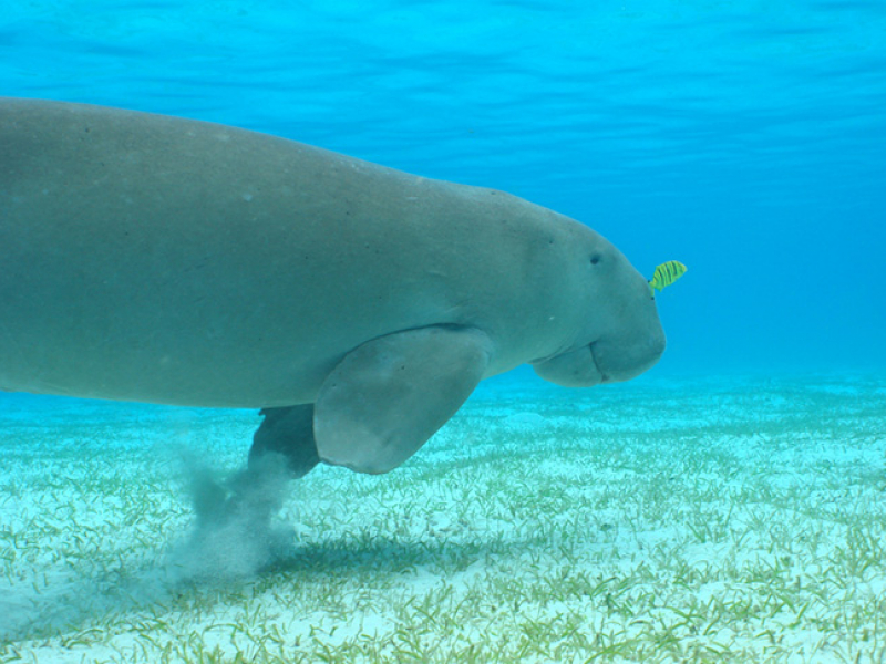  Un dugong (Dugong dugon) nageant au-dessus d'un herbier.  Parc naturel marin de Mayotte - Crédit photo : Seablue Nils