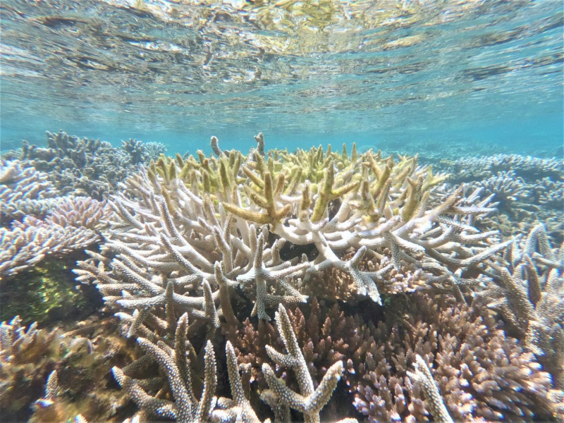 Blanchissment coraux à Mayotte - Crédit : David Lorieaux / OFB