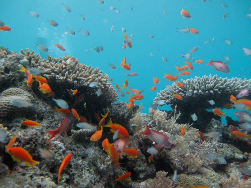 Banc de poissons autour d'un récif corallien à Mayotte. Crédit: Alexandra Gigou / Office français de la biodiversité