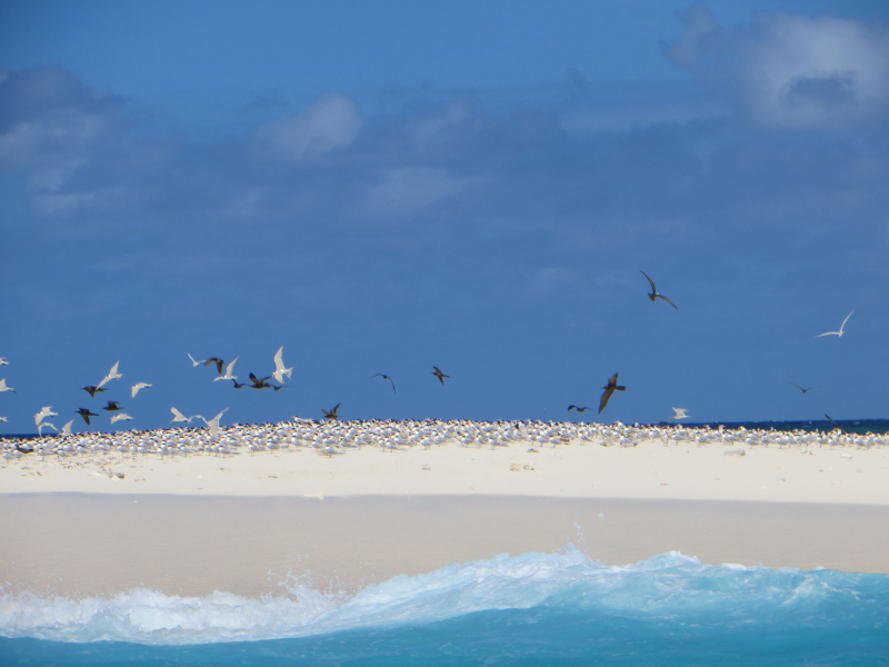 Des sternes voyageuses et des Noddis bruns se reposent sur l'îlot de sable blanc du Sud au large de Saziley, à Mayotte. Crédit : Amandine Escarguel /OFB