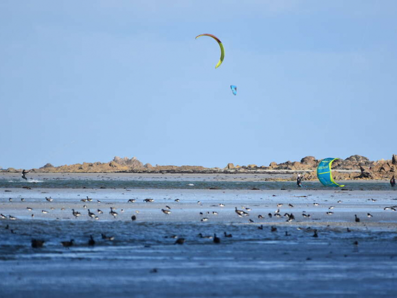 Dans la baie de Goulven (Finistère), classée site Natura 2000 et réserve ornithologique, les bernaches cravants (Branta bernicla) cohabitent avec des kitesurfeurs. Crédit photo : Benjamin Guichard / OFB