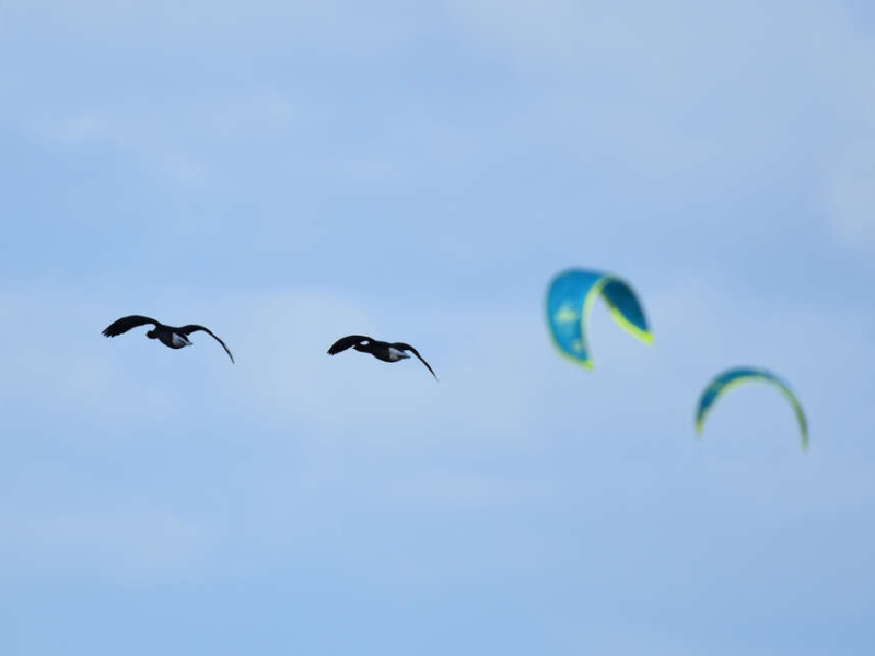 Crédit photo : Benjamin Guichard / OFB