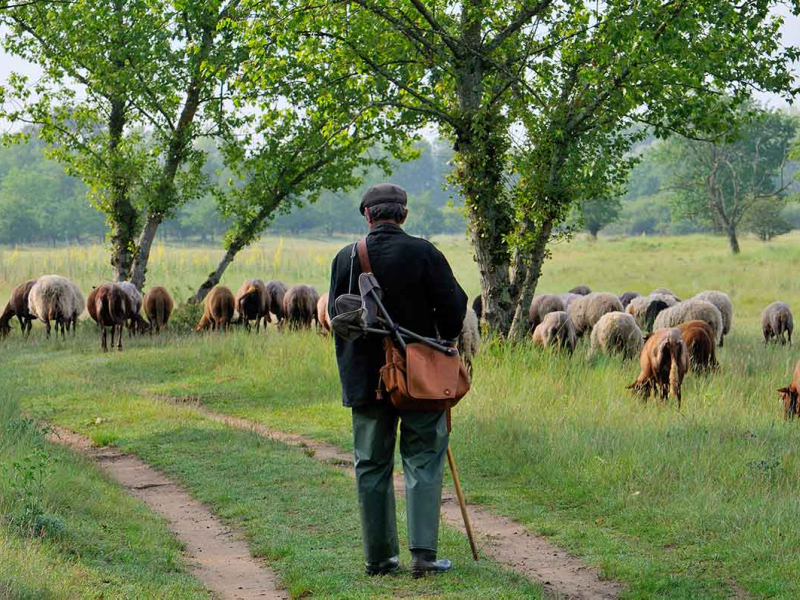 Berger faisant pâturer son troupeau sur la commune de Guilly (Loiret) dans le cadre de Pasto’Loire. Crédit photo : F. Hergott
