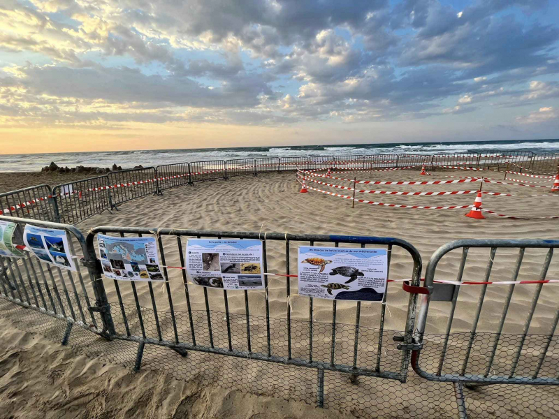 Crédit photo : Renaud Dupuy de la Grandrive / Aire marine protégée de la côte agathoise