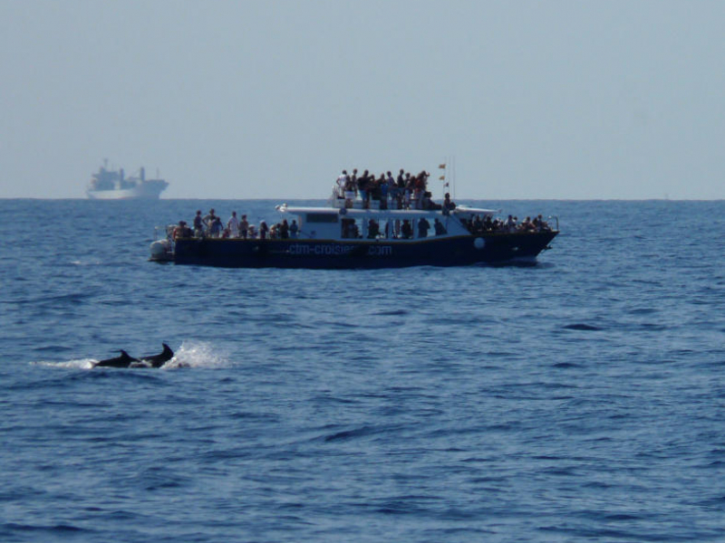 Deux dauphins photographiés près d'un bateau de promenade en mer, créant l'attraction de la croisière. En arrière-plan, un bateau de commerce. Crédit photo : Marion Brichet / OFB