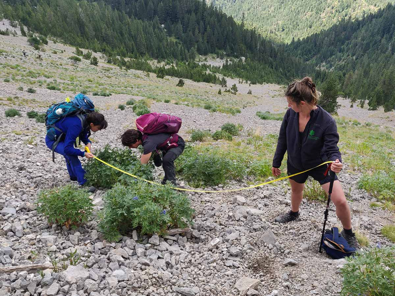 Mise en œuvre du suivi de la Dauphinelle des montagnes dans les réserves naturelles catalanes. Crédit photo : Thibaut Couturier / CEFE