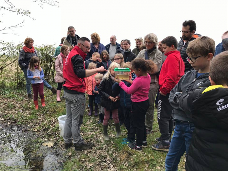 Animation amphibiens dans le cadre de l'ABC du Parc naturel régional de l'Avesnois. Crédit photo : Parc naturel régional de l'Avesnois