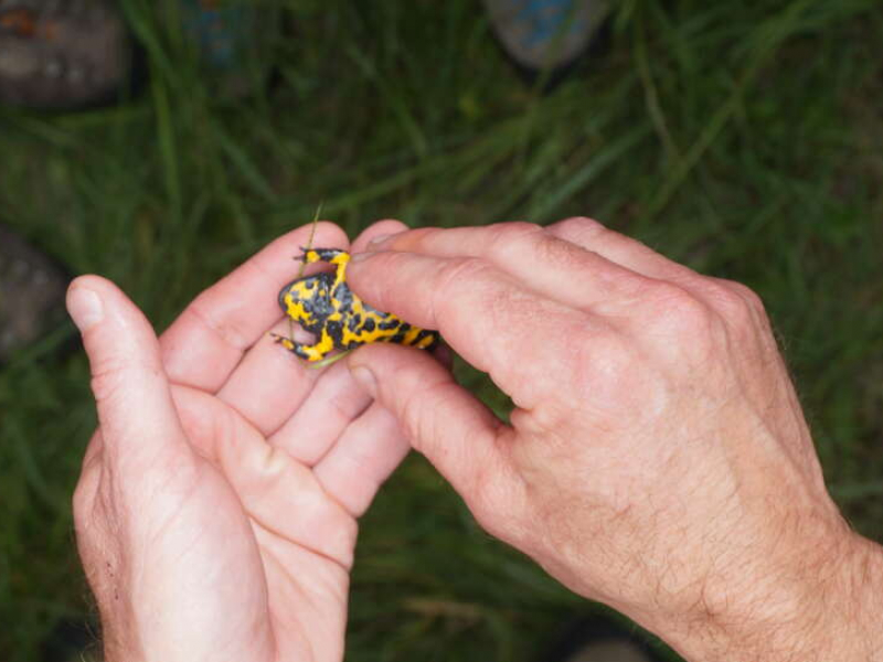 Animation dans le cadre de la Fête de la nature 2018. Crédit photo : Yannick Pognart / OFB