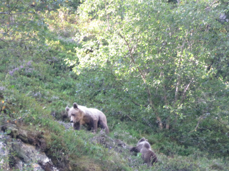 Une des 13 portées détectées en 2024 : F036 et son ourson de l’année (F167), le 12 août 2024, sur la commune de Couflens (09). Crédit photo : Réseau Ours brun / OFB