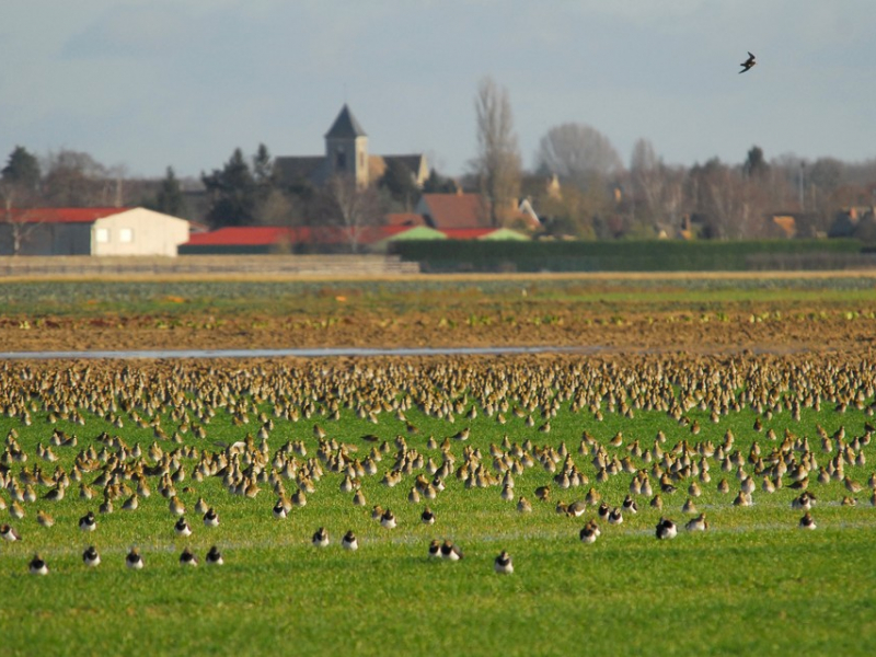 Colonie d’oiseaux près d’un village. Crédit photo : Maxime Zucca / ARB Île-de-France
