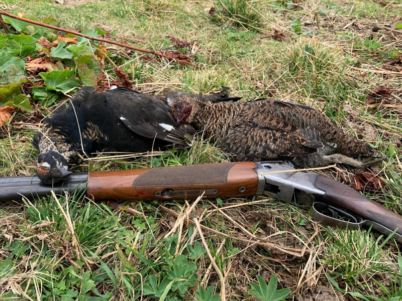 Opération de contrôle à l'ouverture de la chasse en Haute-Savoie, ici avec des tétras-lyre. Crédits : Benoit Guyonnaud – SD74 / Office français de la biodiversité
