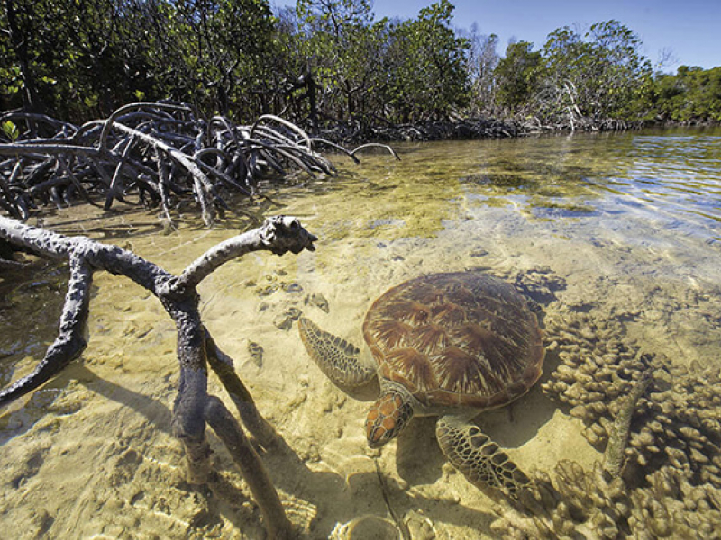 Tortue Mangrove © Bruno MARIE - insularis@me.com