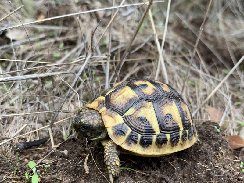 Tortue Hermann. Crédit : OFB