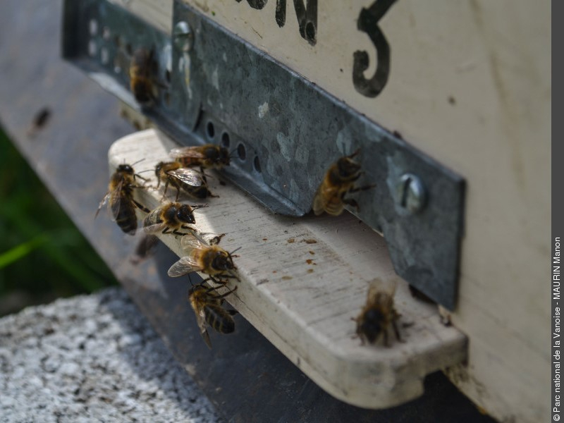 Ouvrières d'abeilles noires (Apis mellifera mellifera). Crédit photo : Parc national de la Vanoise - MAURIN Manon
