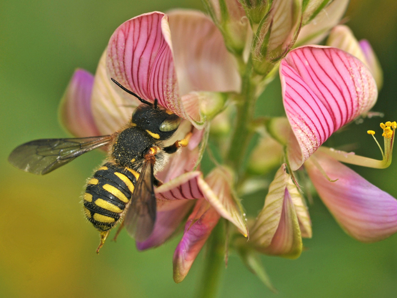 Abeille sauvage. Crédit photo : X. Boutolleau