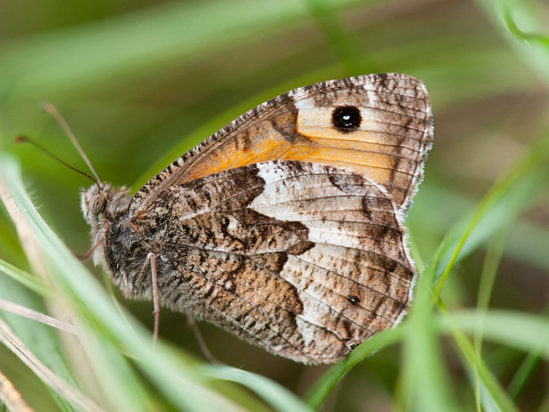 L'Agreste (Hipparchia semele). Crédit photo : Stéphane Vitzthum / Biosphoto