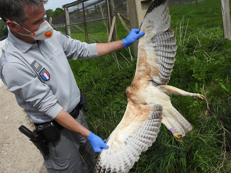 La couleur fauve de son poitrail et des ailes est caractéristique d'un jeune aigle de Bonelli. Oiseau manipulé selon les règles de biosécurité de la police sanitaire. Crédit photo : Laetitia Bertelotto / OFB