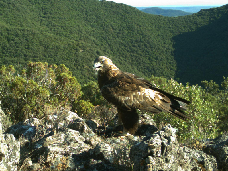 Aigle royal adulte. Crédit photo : Christian Itty / OFB