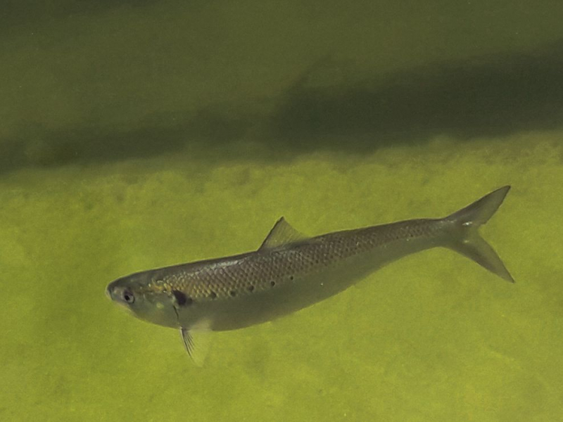 Alose feinte de Méditerranée franchissant une passe à poissons du Vidourle. Crédit photo : Vincent Marty / Office français de la biodiversité